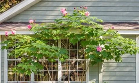 3 loại hoa nên cân nhắc khi trồng trước nhà