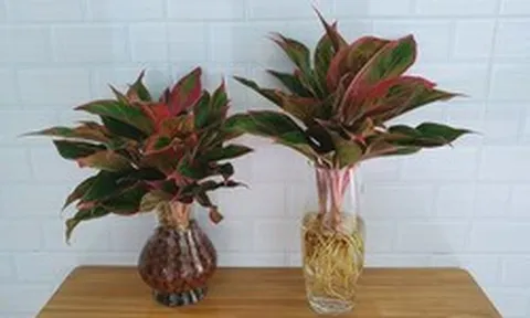 Lời khuyên tới các gia đình đang trồng cây phú quý