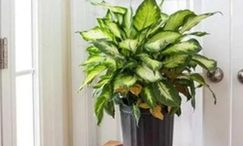 Lời khuyên đến các gia đình đang trồng vạn niên thanh