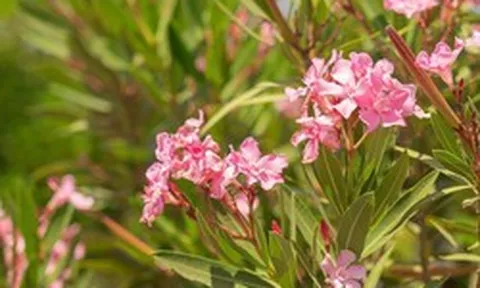 4 loại cây chớ nên trồng trong sân nhà