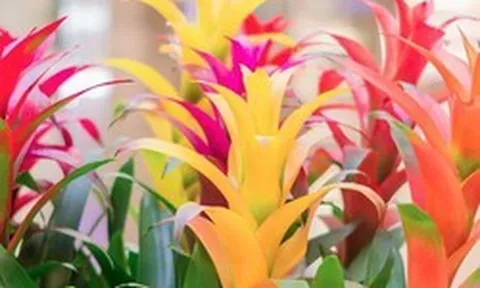 5 loại cây gần như “không thể chết”