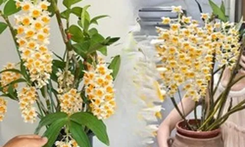 Loài lan đẹp như chùm đèn lồng treo hiên nhà: Chỉ cần nắm 5 nguyên tắc, hoa nở bền cả mùa, càng chơi càng mê