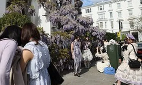 Loài hoa chỉ nở từ 2 - 3 tuần khiến người dân và du khách mang cả studio đến chụp ảnh check in, chủ loạt biệt thự ngao ngán