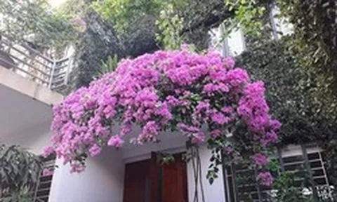 Không phải mê tín: Nếu nhà xuất hiện 7 dấu hiệu này, may mắn kéo dài, vừa đẹp sang vừa hút lộc, bảo sao càng ở càng hưởng lợi