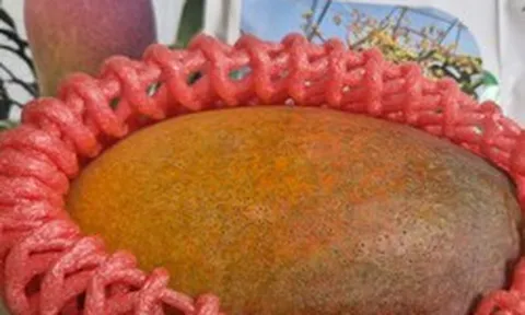 Trồng thành công giống xoài đắt đỏ nhất thế giới ngay tại TPHCM