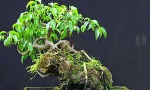 3 cây bonsai "giữ tiền như két sắt": Giá cả phải chăng lại trấn trạch, hút tài cho gia chủ