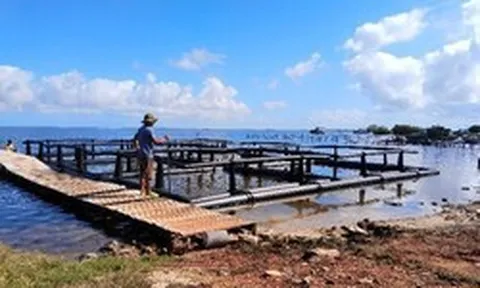 Cuba lao đao vì tôm hùm "biến mất", Việt Nam chung tay cứu ngành xuất khẩu tỷ đô