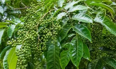Thứ quả rừng từng rẻ như cho nay giá vọt lên 350.000đ/kg: 'Đệ nhất gia vị' được dân sành ăn săn lùng