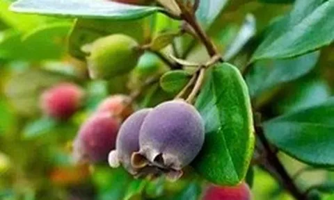 Từng rụng đầy gốc không ai nhặt, thứ quả rừng 'tím lịm' bất ngờ thành đặc sản 130.000 đồng/kg