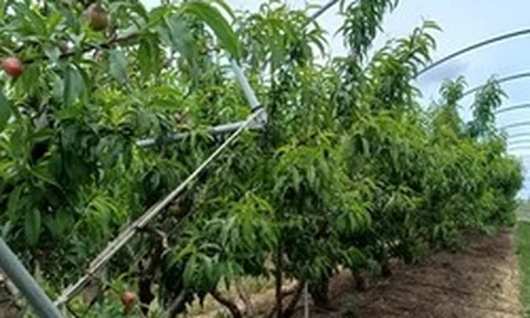 Không phải dầu thô, một mặt hàng của Iran đang gặp khó do xung đột: Mỗi lô hàng lỗ 50%, Ấn Độ bị ‘vạ lây’