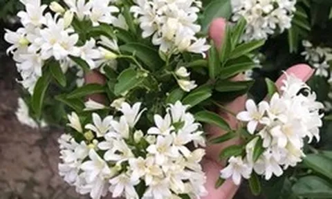 Lợi ích khi trồng cây nguyệt quế