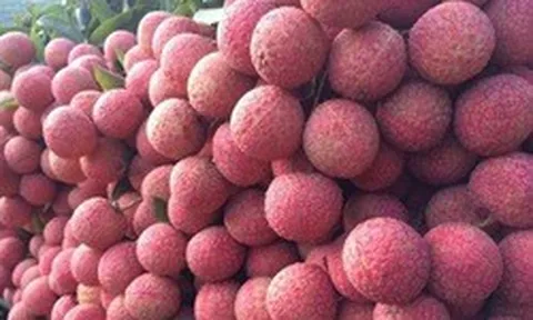 Gần 5.000 tấn vải thiều Việt chuẩn bị xuất khẩu sang Trung Quốc: Doanh nghiệp láng giềng tăng tốc gom hàng