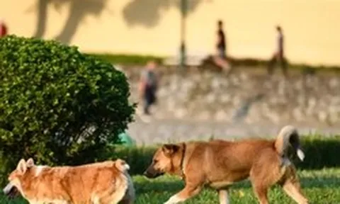 Từ 1/8, phạt tới 2 triệu đồng nếu để chó ra đường không rọ mõm
