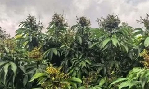 Phát hiện Trung Quốc đang xây dựng ngân hàng gen vải thiều lớn nhất thế giới: Lưu giữ gần 800 giống, phát triển giống vải lai nhãn đầu tiên