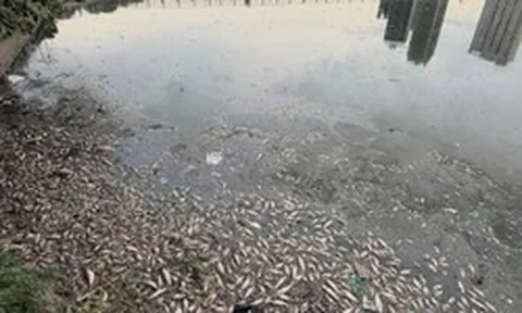 Điều gì đang xảy ra tại công viên nổi tiếng Hà Nội? Cá chết nổi hàng loạt, không khí ngột ngạt vì mùi tanh hôi