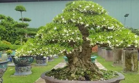 "Trồng đúng cây, ba đời vượng": Đây là 3 loại cây nên có trong nhà