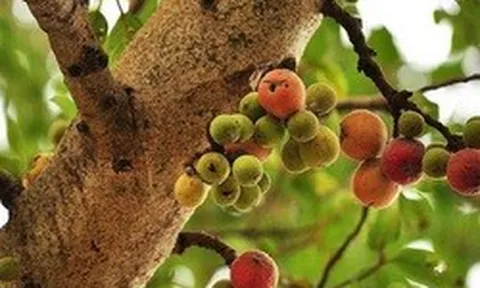 "Cây lành đón lộc": 6 loại cây nên có trong nhà