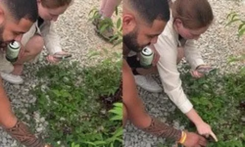 Khách Tây ngồi xổm ven đường ở Hà Giang, tay chạm vào loài cây dại: Nhìn thấy phải rút điện thoại ra quay gấp