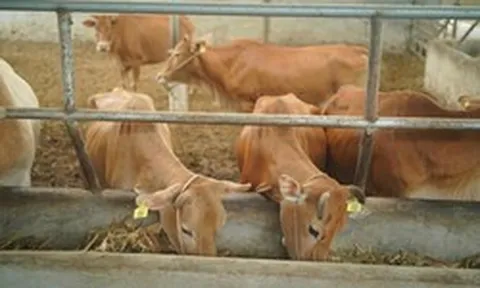 Bò H’Mông đối đầu “truyền thuyết” bò Wagyu, trâu đông lạnh Ấn Độ xoa dịu hầu bao khách hàng trong nước