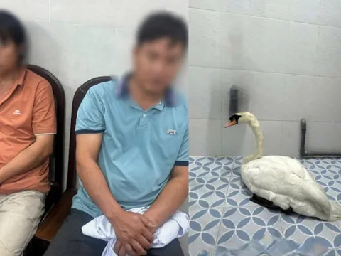 Đối tượng trộm thiên nga trắng ở Thảo Cầm Viên Sài Gòn khai gì?