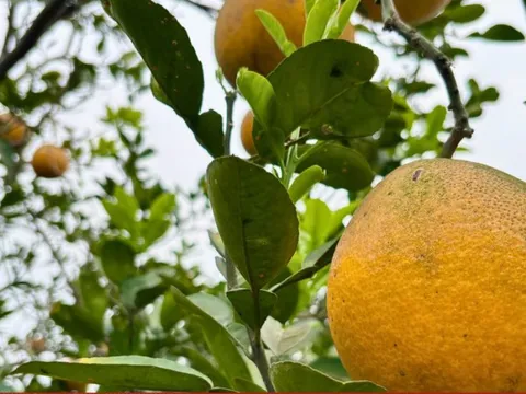 Vườn bưởi Diễn hối hả thu hoạch chuẩn bị Tết Nguyên đán