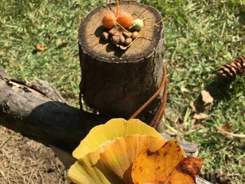 Sang tận Hàn để chụp ảnh cây lá vàng sống ảo, khách Việt ngỡ ngàng vì mùi lạ dưới gốc cây