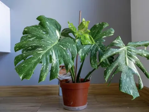 Người bán cây chỉ đích danh 3 cây trồng trong nhà cực “dễ sống”, đặt đúng chỗ là xanh tốt quanh năm