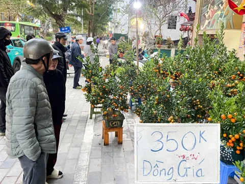 Giữa cao điểm sát Tết 2026, tiểu thương bất ngờ xả đào, quất thu hồi vốn