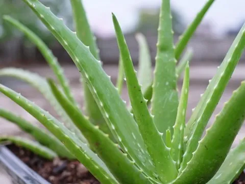 5 loại cây mọng nước đẹp mắt, "hút" vượng khí, nên trồng trong nhà năm Bính Ngọ