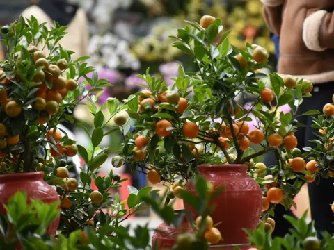 3 loại cây nhất định phải có trong nhà dịp Tết Bính Ngọ: Đỉnh cao hút may mắn, tài lộc