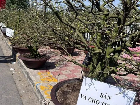 Tết này, cho thuê mai không còn “hốt bạc”