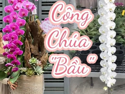 Tự nhiên Tết năm nay, người ta lại thi nhau mua một loại hoa có cái tên cực mỹ miều đi biếu tặng, vừa có gu vừa tinh tế