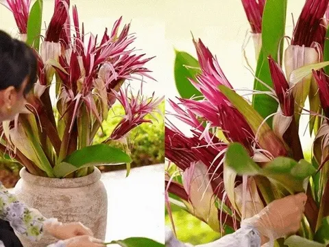 "Phú bà Long Biên" mách nước chưng Tết: Chỉ một bình hoa náng đỏ, nhà cửa thơm nức, rước lộc đầy tay