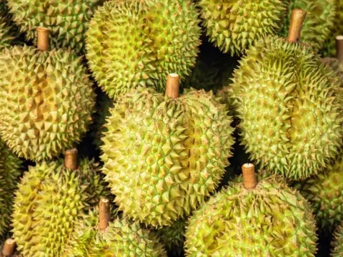 Giá sầu riêng Việt Nam lập đỉnh trong 3 năm, chuyện gì đang xảy ra?