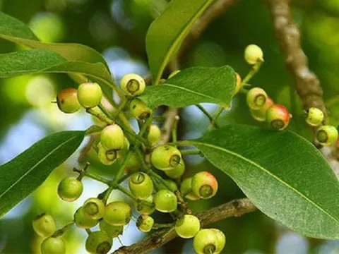 Độc quyền sáng chế: Các nhà khoa học Việt Nam tạo ra dấu ấn từ lá vối