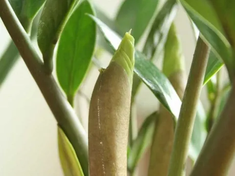 "Cây tiền" đến từ châu Phi nhưng lại là cây phong thủy quốc dân của cả châu Á: Mời gọi quý nhân, kích tài lộc rất tốt