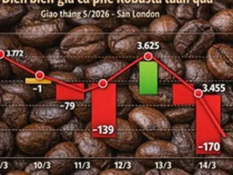 Giá cà phê hôm nay 14-3: Rớt mạnh khi người Mỹ thay đổi thói quen