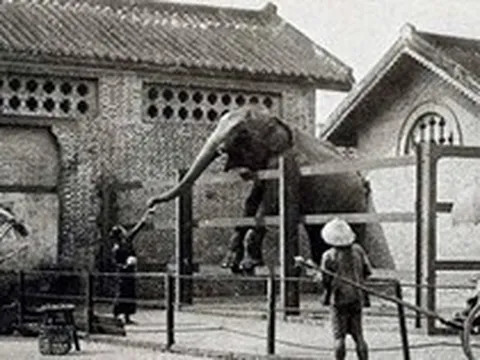 Sở thú lâu đời nhất Việt Nam bất ngờ “hẹn” khách vào 9h sáng Chủ nhật tuần này