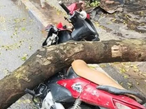 Cây xanh bật gốc đè trúng người đi xe máy ở Hà Nội