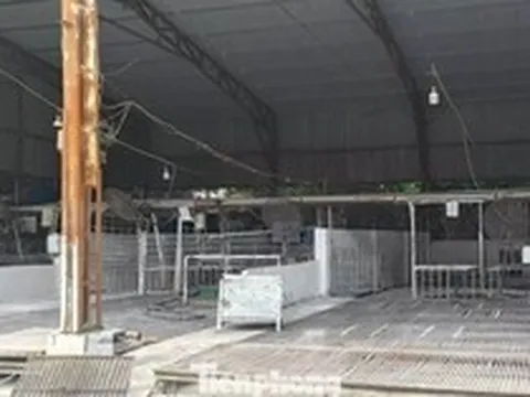 Tận thấy lò mổ gần 300 tấn lợn bệnh ở Hà Nội