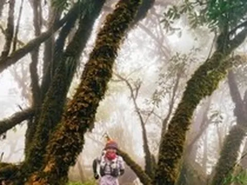 Mục sở thị khu rừng nguyên sinh 'độc nhất vô nhị' ở Sơn La