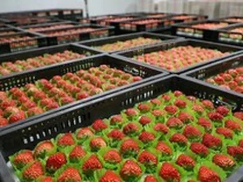 Rẻ hơn sầu riêng, một loại nông sản của Việt Nam bất ngờ xuất khẩu bùng nổ 2.000 lần ngay đầu năm