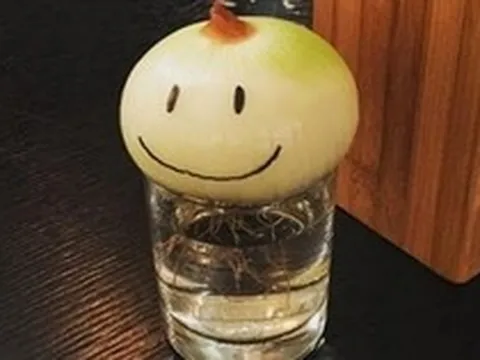 Không phải mê tín, giờ mới biết vì sao nhiều nhà luôn đặt 1 củ hành tây trong phòng ngủ