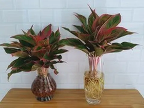 Lời khuyên tới các gia đình đang trồng cây phú quý