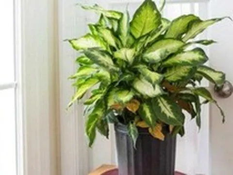 Lời khuyên đến các gia đình đang trồng vạn niên thanh