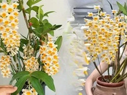 Loài lan đẹp như chùm đèn lồng treo hiên nhà: Chỉ cần nắm 5 nguyên tắc, hoa nở bền cả mùa, càng chơi càng mê