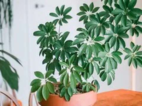 5 loại lá cây cảnh phổ biến có tác dụng kỳ diệu cho sức khỏe