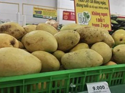 Xoài rẻ hiếm có, nhà máy mua trữ đến tháng 10