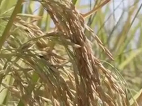 Phát minh của Trung Quốc làm rung chuyển ngành lương thực: Tạo ra giống lúa ‘trường thọ’ thu hoạch nhiều lần liên tiếp, tuổi thọ cây trên 2 năm