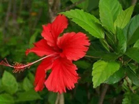 Vì sao gọi là cây dâm bụt?